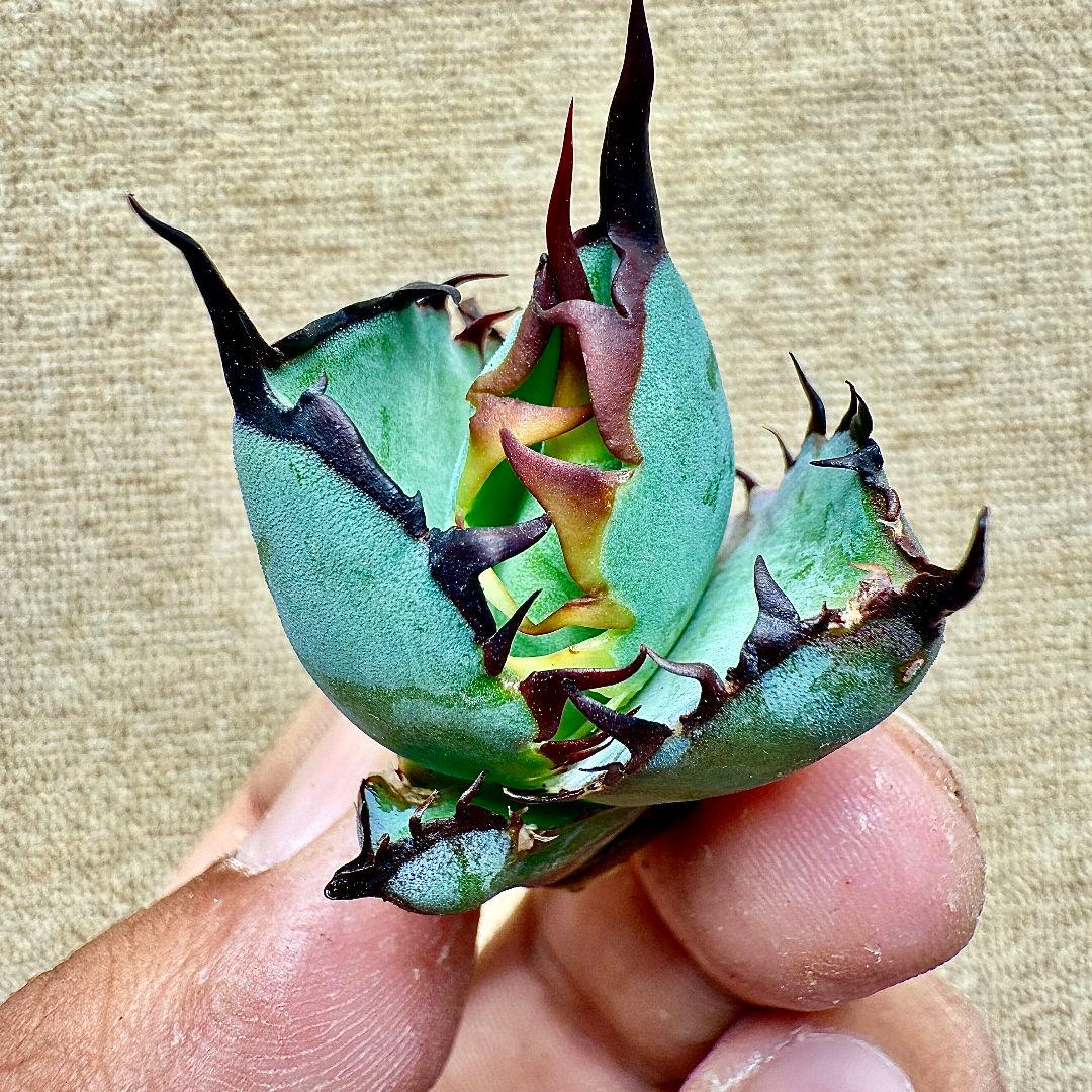 《*m様 【ZZ_plants】K343 チタノタ BB ブラックアンドブルー