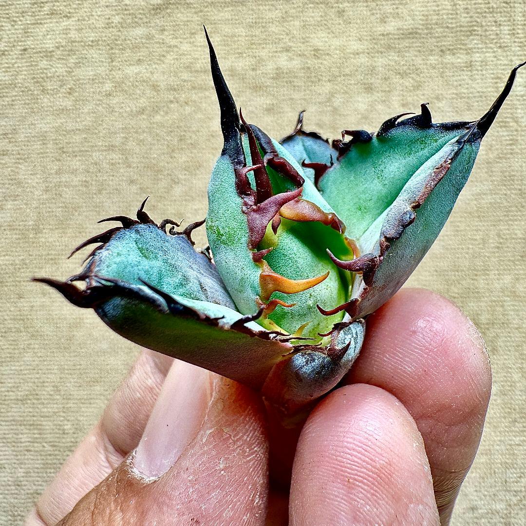 《*m様 【ZZ_plants】K343 チタノタ BB ブラックアンドブルー