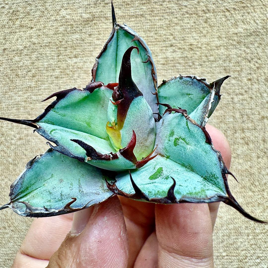 《*m様 【ZZ_plants】K343 チタノタ BB ブラックアンドブルー