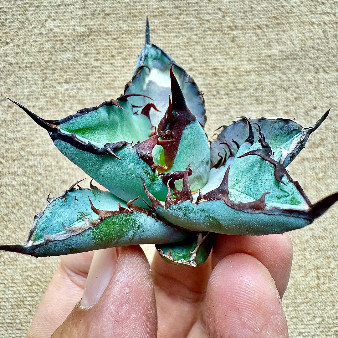 《*m様 【ZZ_plants】K343 チタノタ BB ブラックアンドブルー