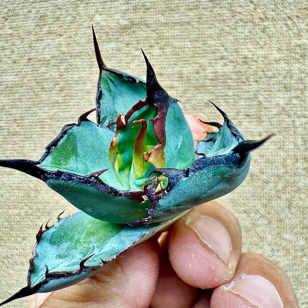 《*m様 【ZZ_plants】K343 チタノタ BB ブラックアンドブルー