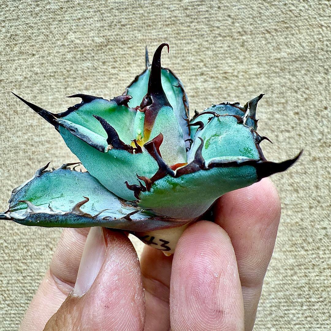 《*m様 【ZZ_plants】K343 チタノタ BB ブラックアンドブルー