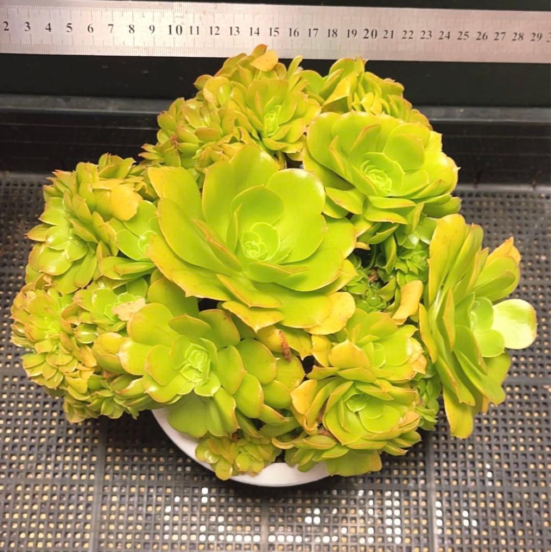28# 多肉植物 アエオニウム ❤️小葉香炉皿法師セッカ❤️27cm拔き苗