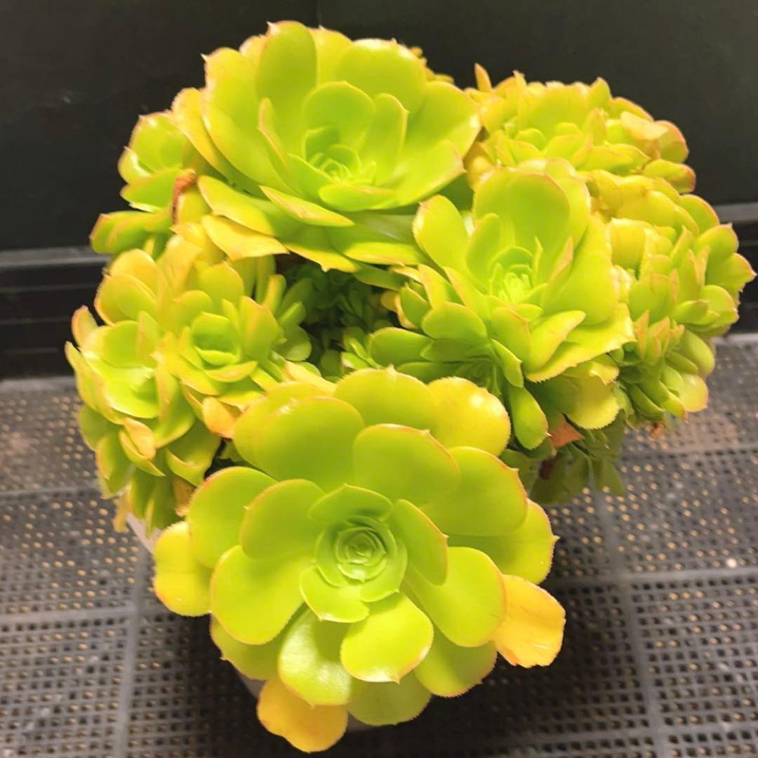 28# 多肉植物 アエオニウム ❤️小葉香炉皿法師セッカ❤️27cm拔き苗