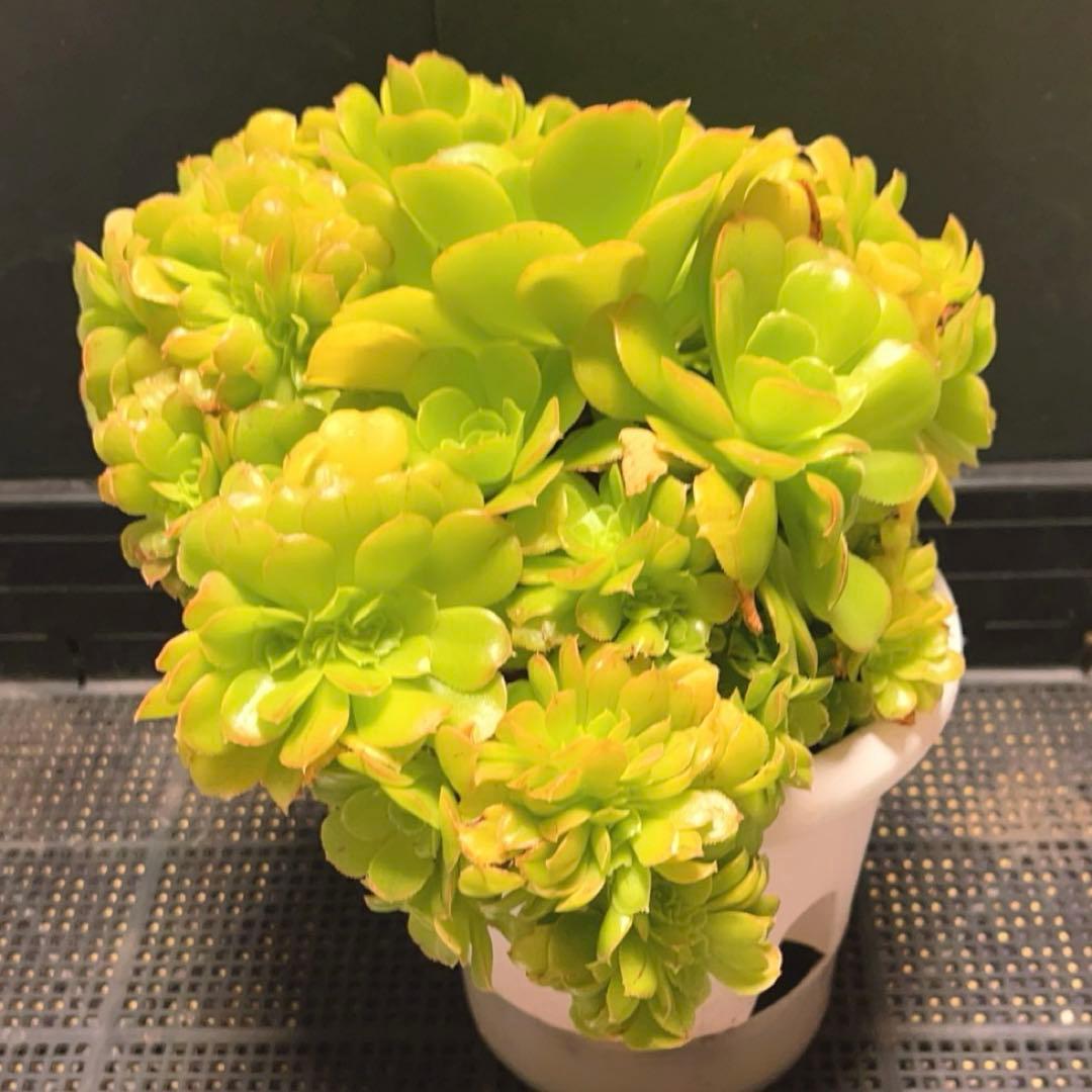 28# 多肉植物 アエオニウム ❤️小葉香炉皿法師セッカ❤️27cm拔き苗