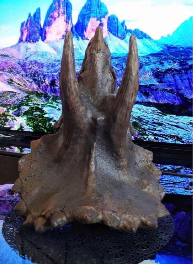 ✨お得なセット✨ ティラノサウルス トリケラトプス 化石 ジュラシックワールド
