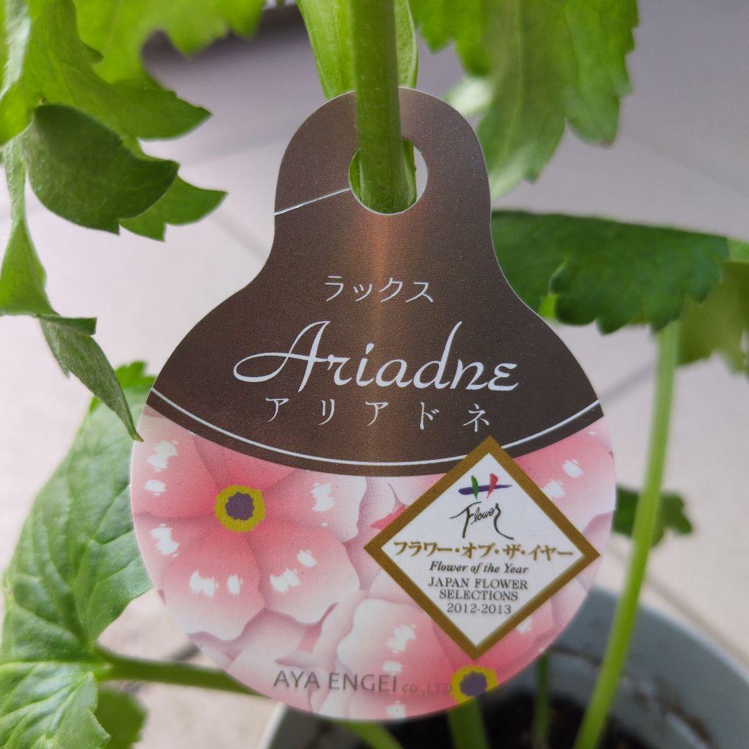花苗 ラナンキュラス ラックス アルテミス ミノアン アリアドネ ４号 ３セット