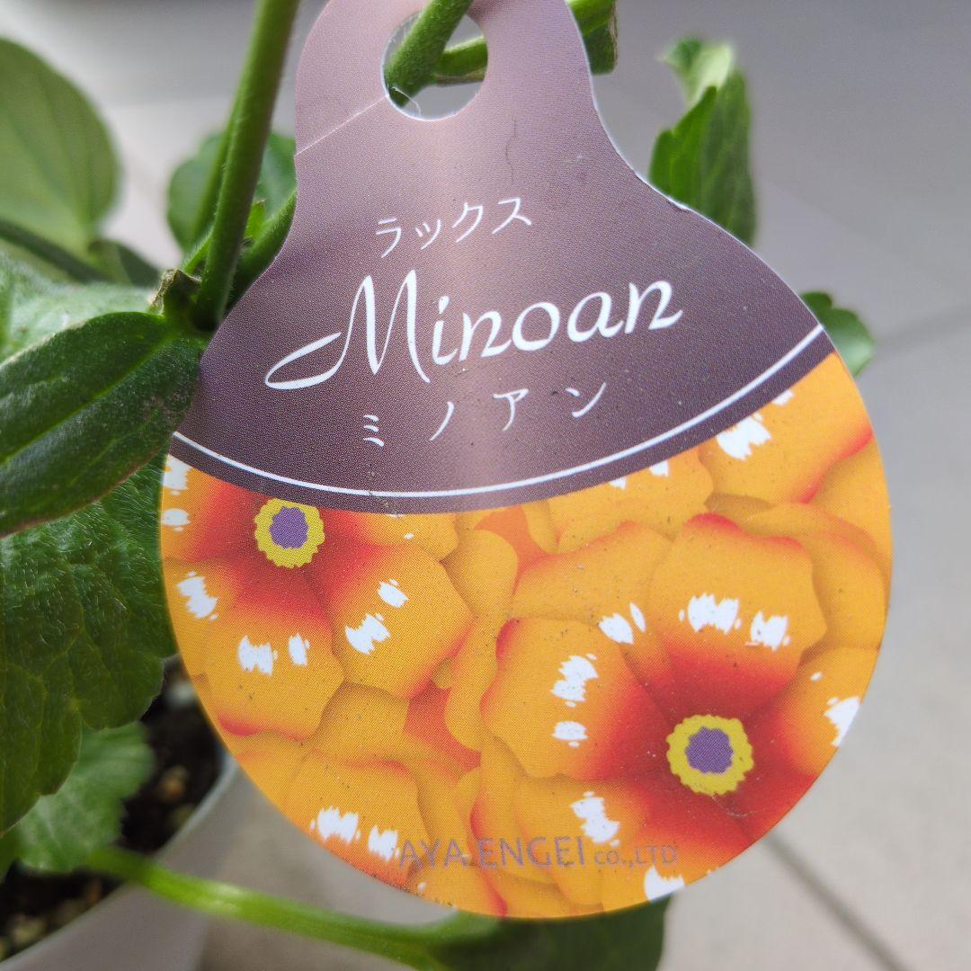 花苗 ラナンキュラス ラックス アルテミス ミノアン アリアドネ ４号 ３セット