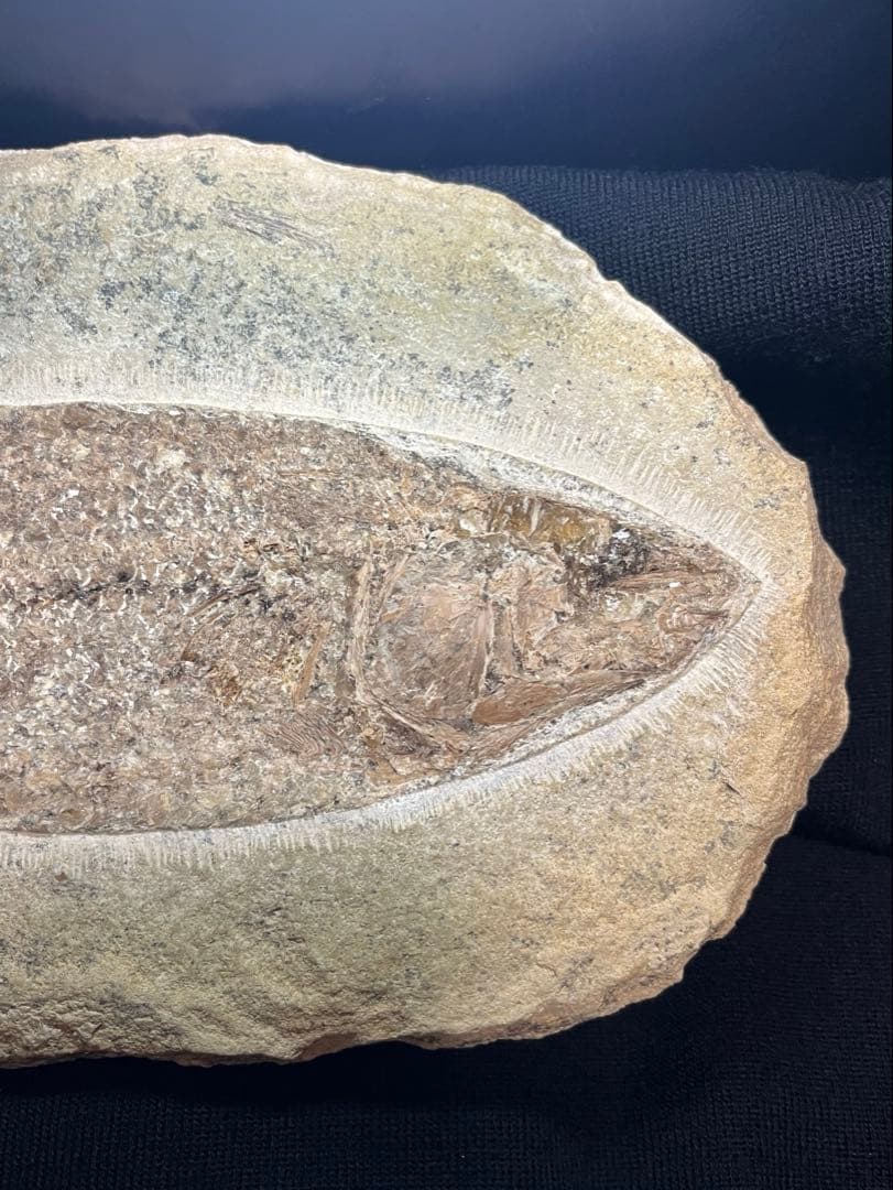 古代魚 タリアス 全身化石 ノジュール 白亜紀 ブラジル産 希少