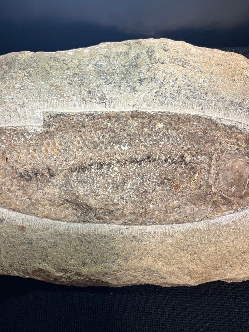 古代魚 タリアス 全身化石 ノジュール 白亜紀 ブラジル産 希少