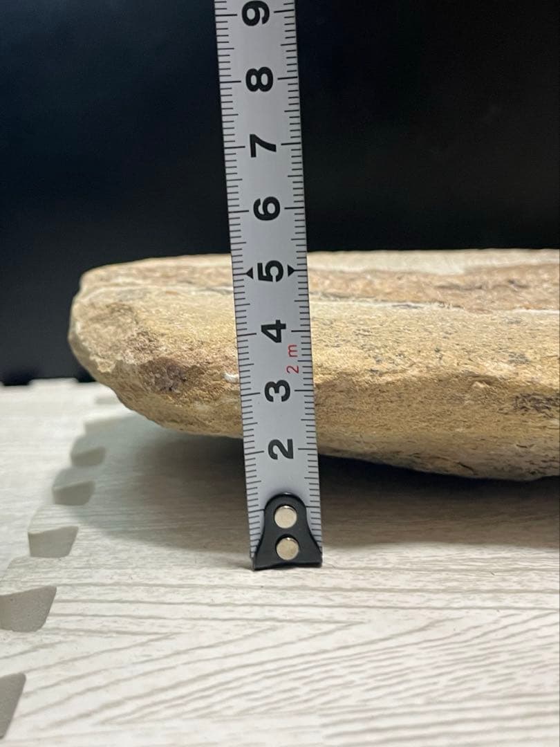 古代魚 タリアス 全身化石 ノジュール 白亜紀 ブラジル産 希少