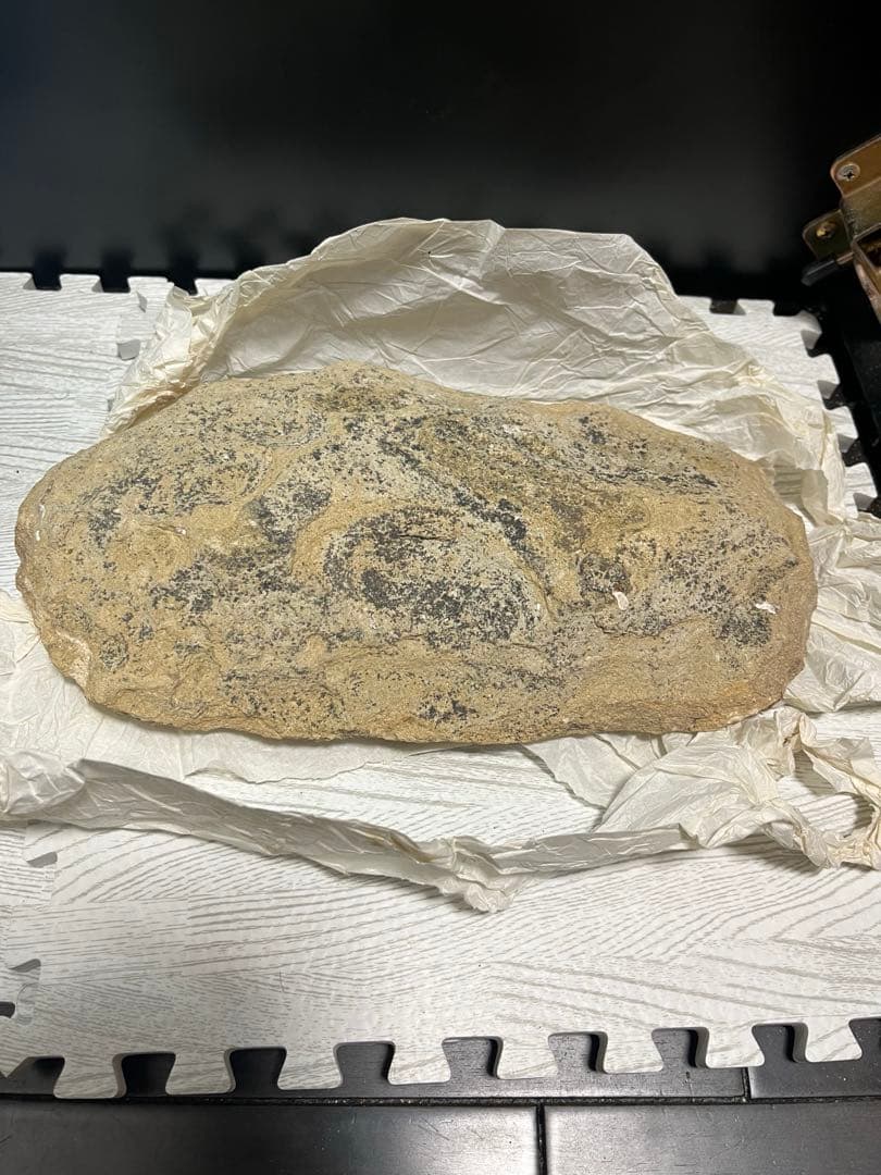 古代魚 タリアス 全身化石 ノジュール 白亜紀 ブラジル産 希少