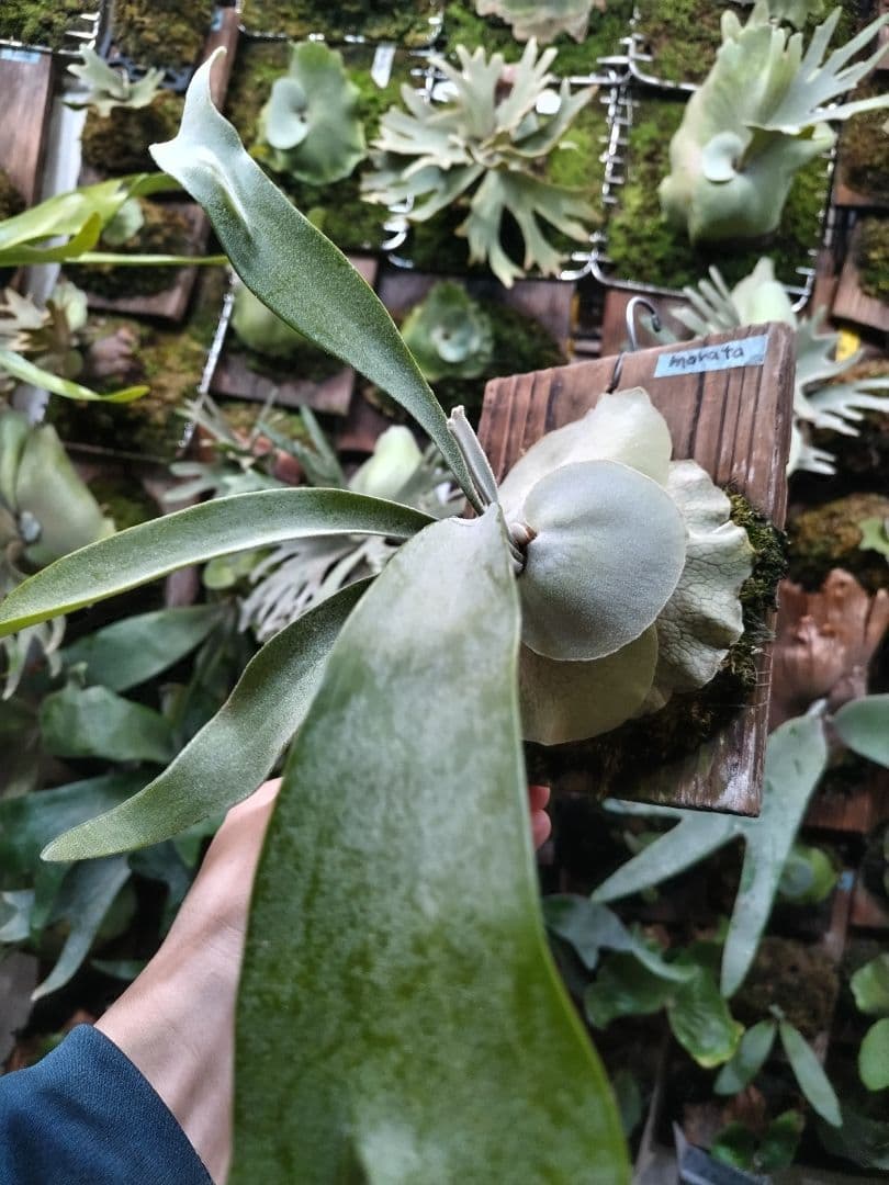 P. veitchii cv.morata 子株(PUP)① ビカクシダ