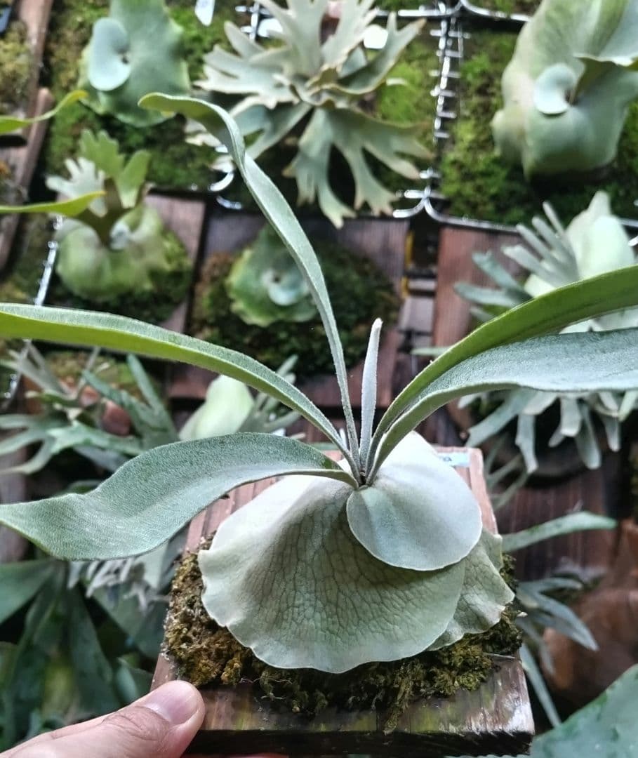 P. veitchii cv.morata 子株(PUP)① ビカクシダ