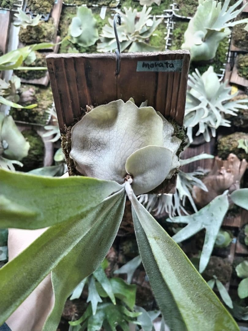 P. veitchii cv.morata 子株(PUP)① ビカクシダ