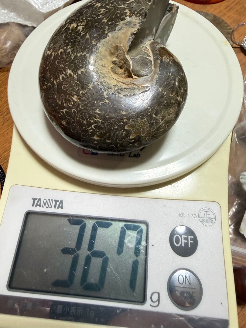 極美品　超大　マダガスカルのアンモナイト化石　2枚ペア　本物保証　希少　送料無料