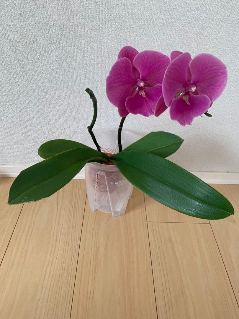 胡蝶蘭　希少Phal. Lioulin Cute Corinna ファレノプシ