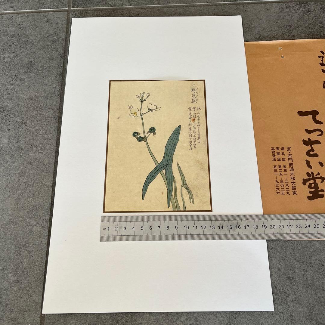 てっさい堂アンティーク版画　植物 3枚セット