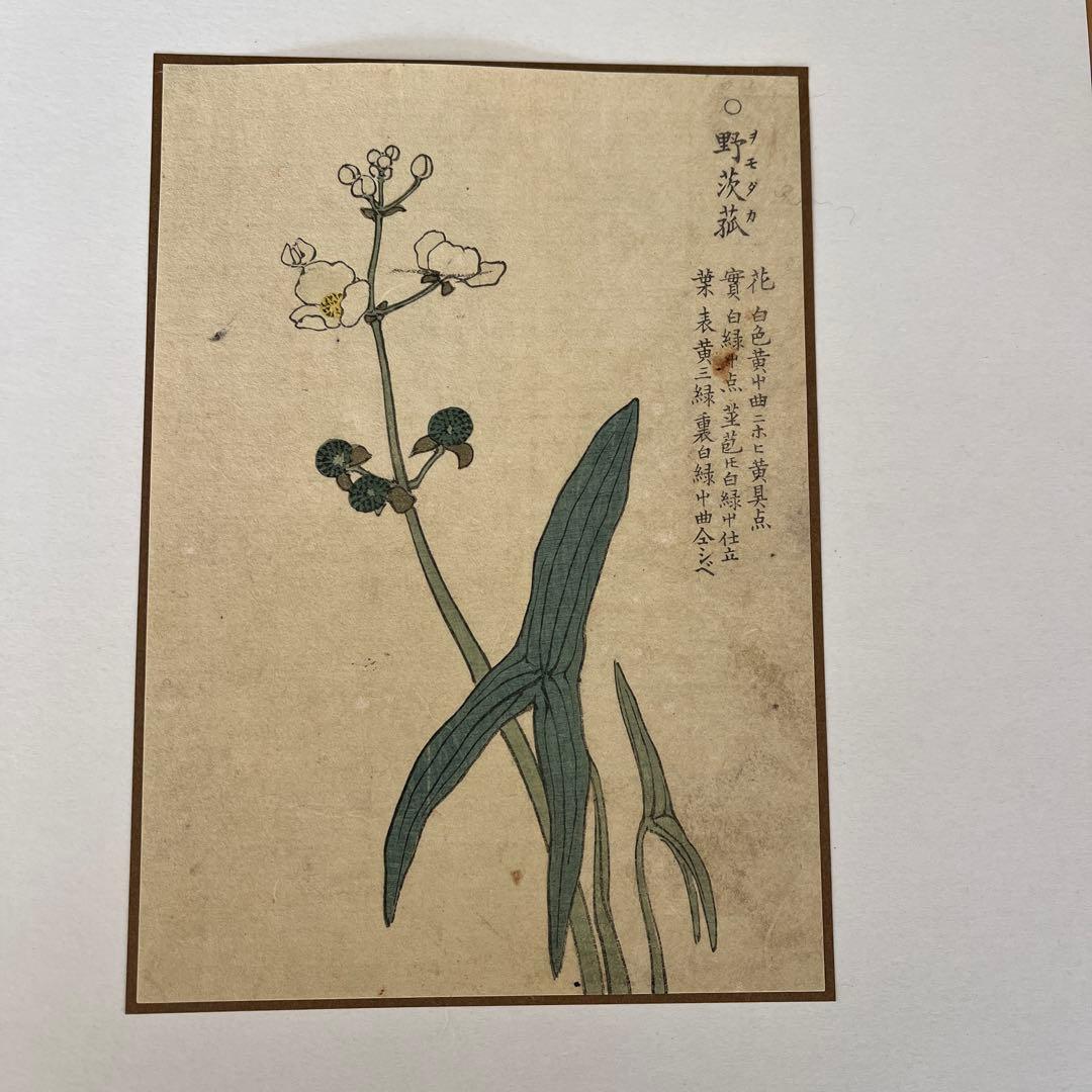 てっさい堂アンティーク版画　植物 3枚セット