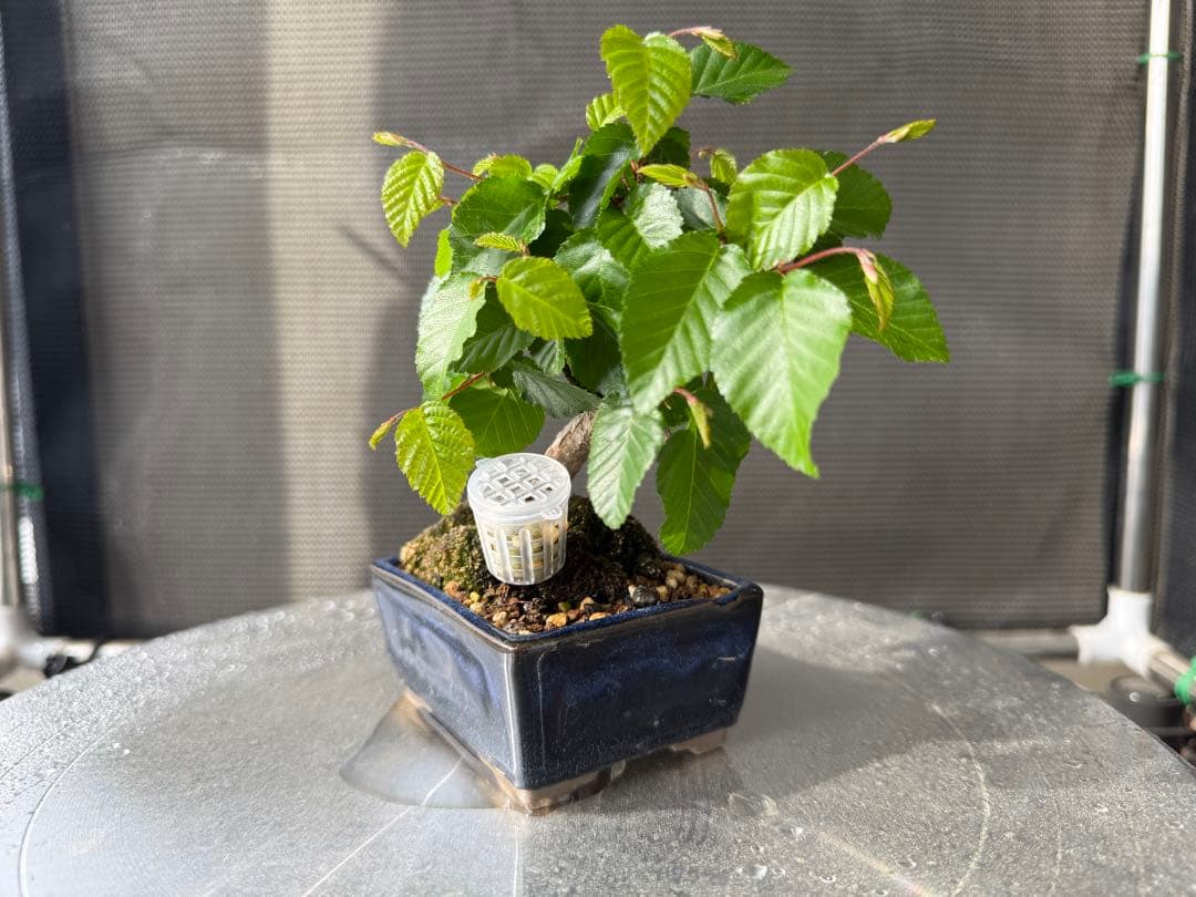 ミニ盆栽　植え替え済　(検索用黒松糸魚川真柏)
