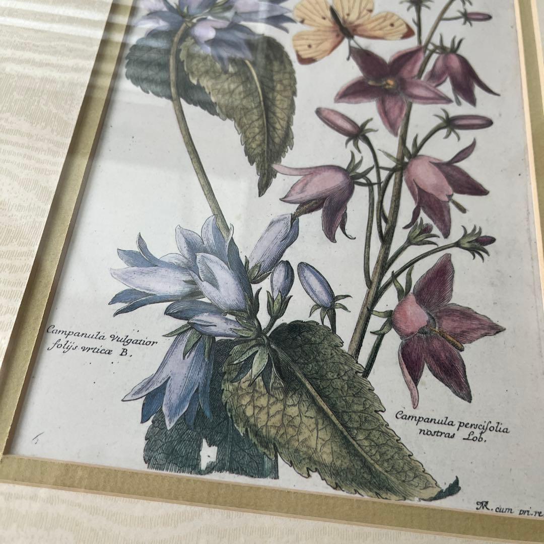 ボタニカルアート/花と蝶/ヴィンテージアート/植物画フレーム