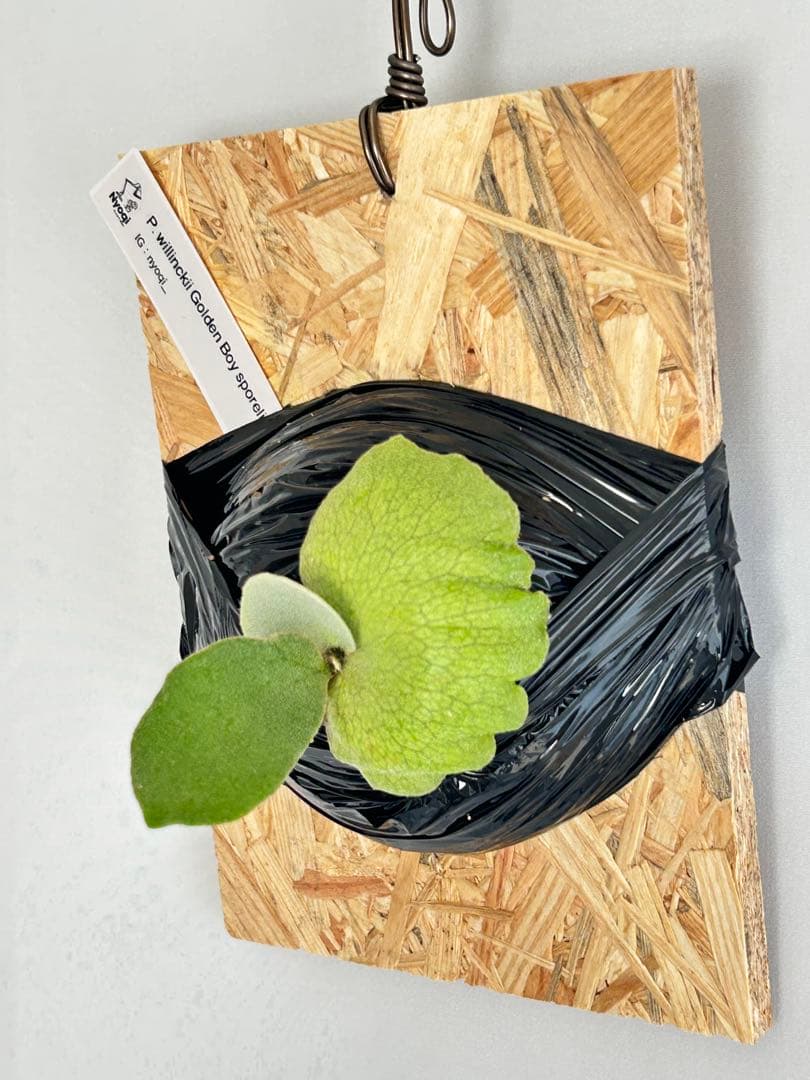 P. Willinckii Golden boy (spore)【05】