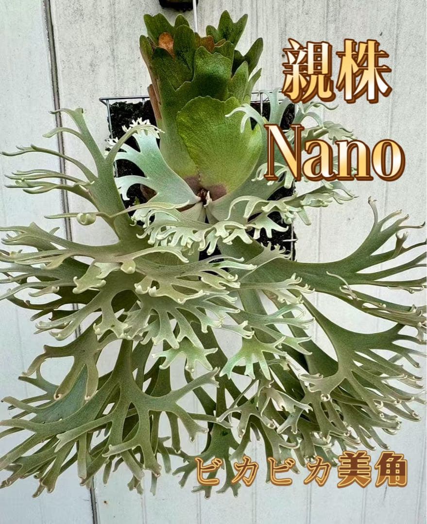「極大サイズ」ビカクシダ　P. Nano sporeling