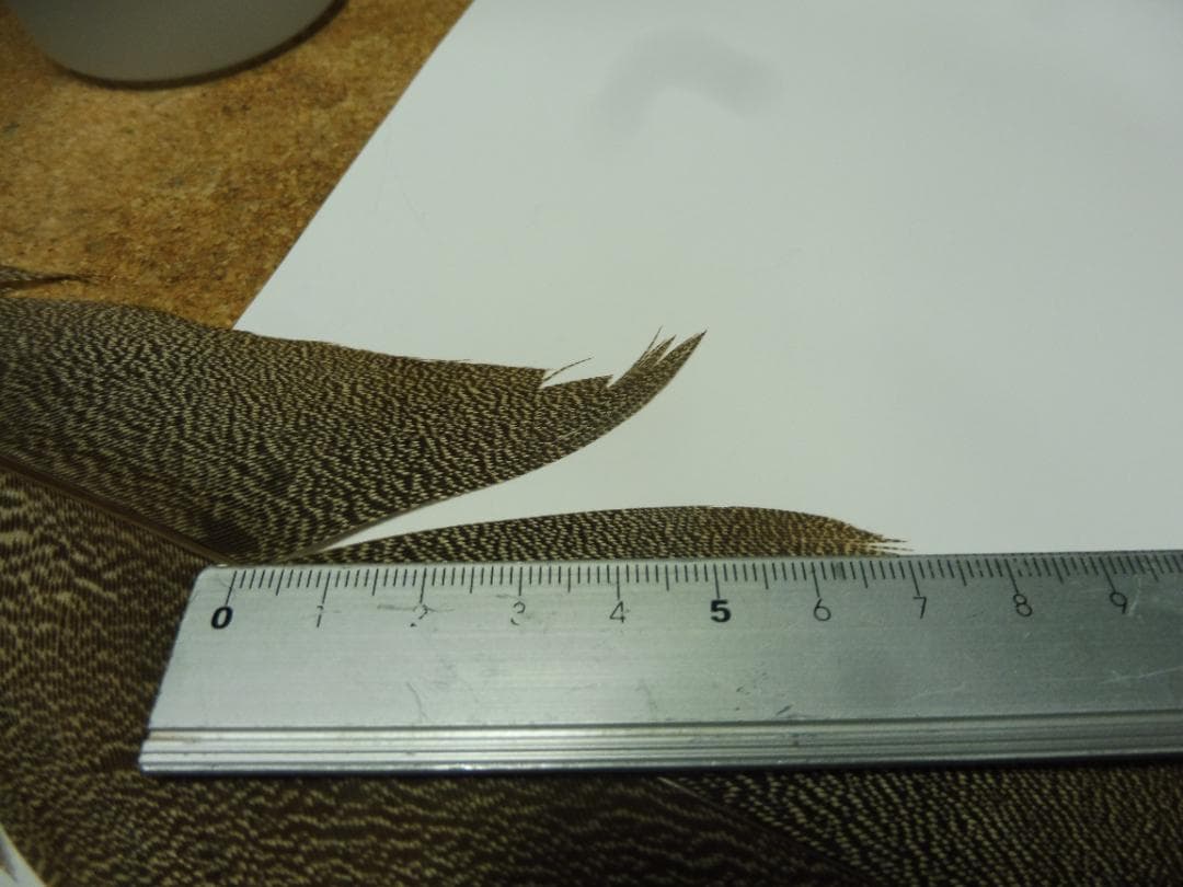 スペックルドバスタード SPECKLED (KORI)BUSTARD