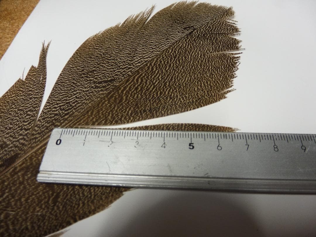 スペックルドバスタード SPECKLED (KORI)BUSTARD