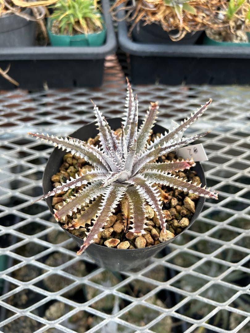 メガレア ビルベイカー ディッキア Dyckia First Cousin ⑵
