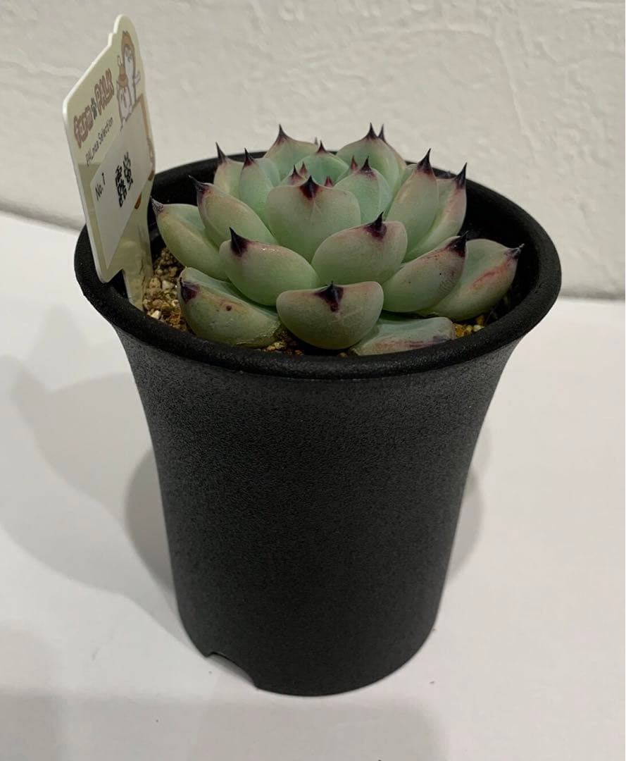 多肉植物 No.7 露蛍　farm park 命名株　札つき　鉢ごと