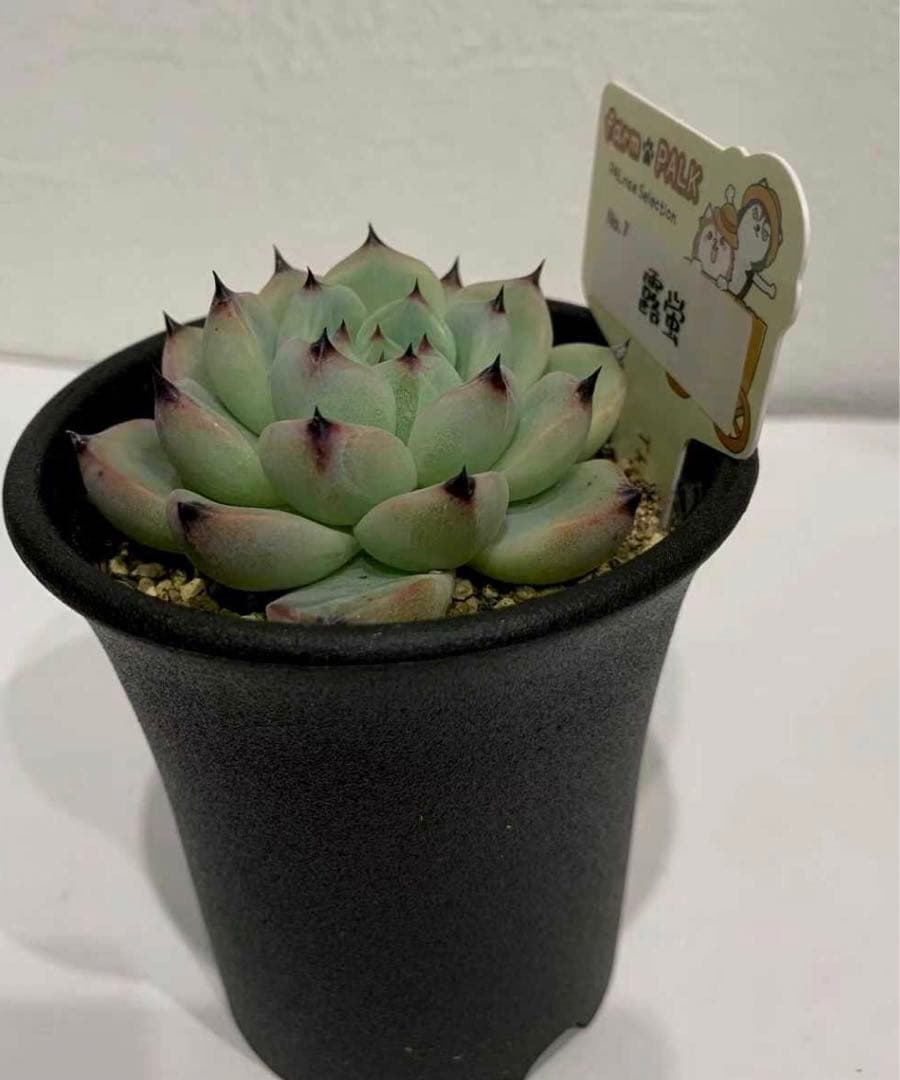 多肉植物 No.7 露蛍　farm park 命名株　札つき　鉢ごと