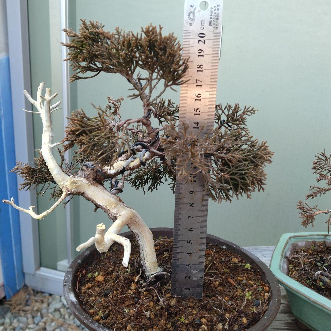 真柏（糸魚川）