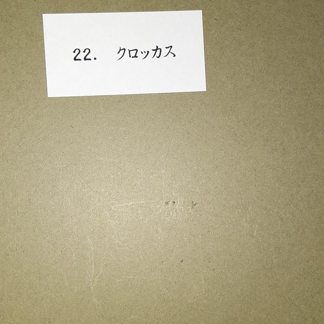 油絵。クロッカス。