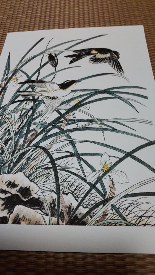 江戸屋の飾り絵　今尾景年の花鳥図の特別セット　8枚組
