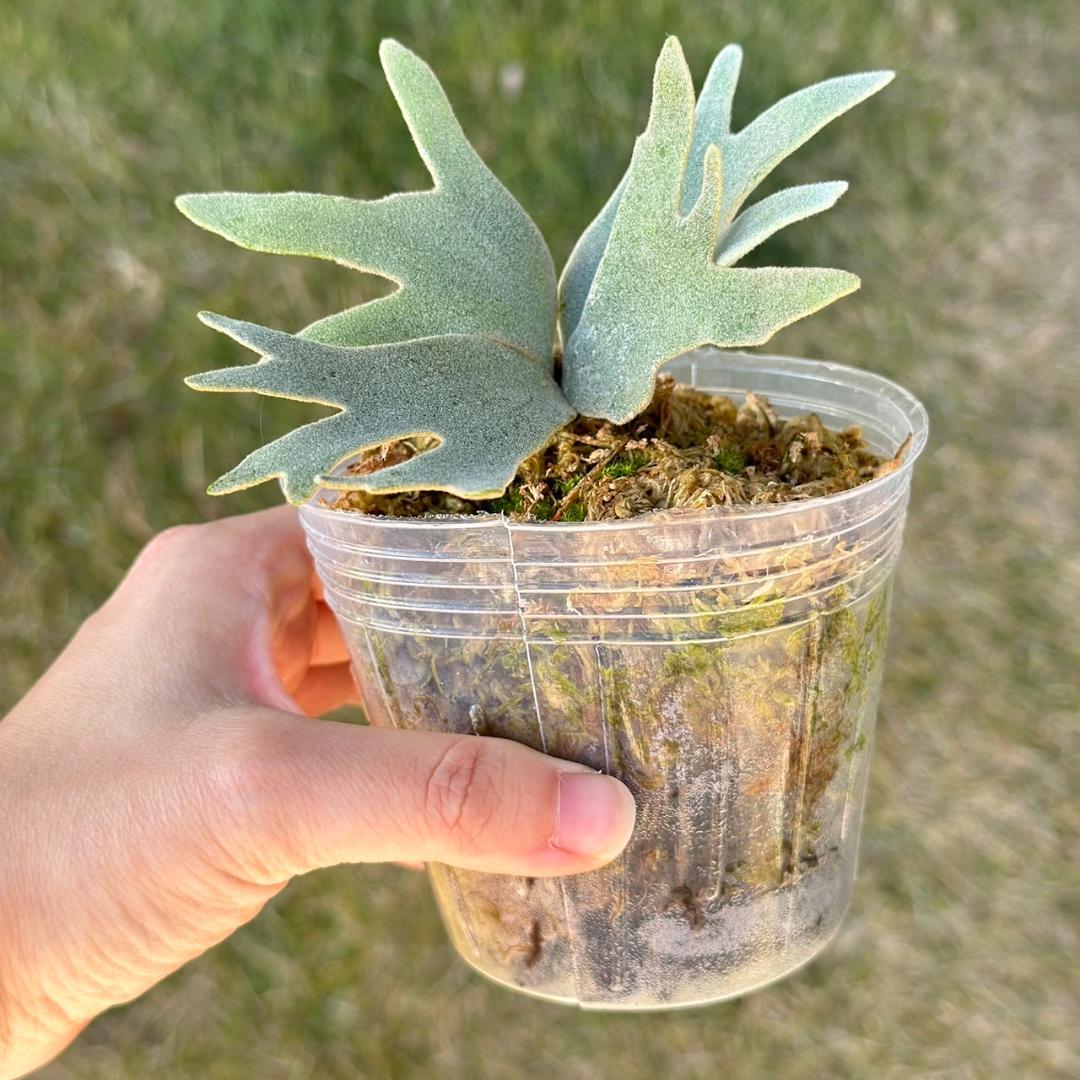 P. willinckii ’Bacteria’ spore　14