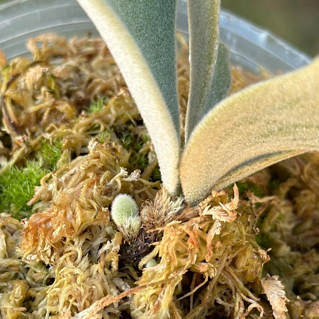 P. willinckii ’Bacteria’ spore　14