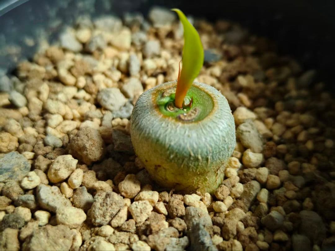 ダ*イ様 実生 Euphorbia sapinii/ユーフォルビア・サピニー 鉢