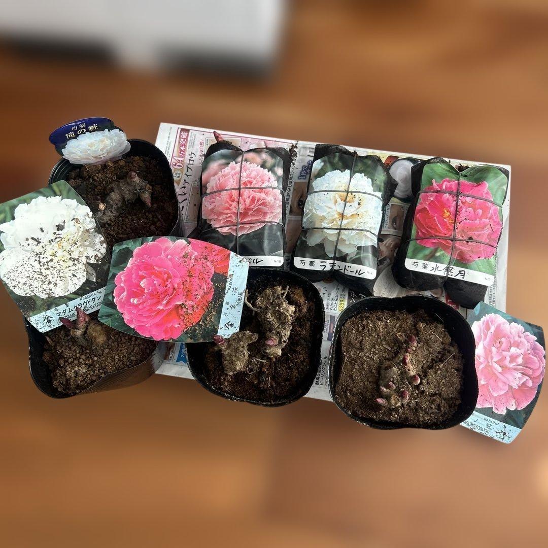 専用‼︎ 芍薬　7種　メルカリ便