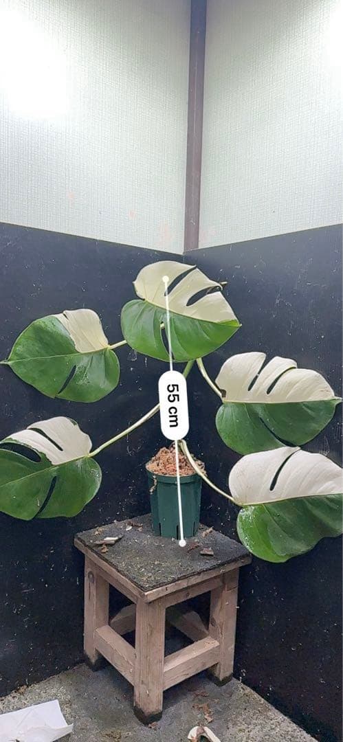 ひ*読様 モンステラ斑入りハーフムーンホワイトタイガー極美斑入り　　 55cm
