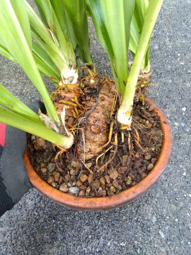 万年青　おもと　縞斑　6号陶器鉢つき　6株群生❗　③
