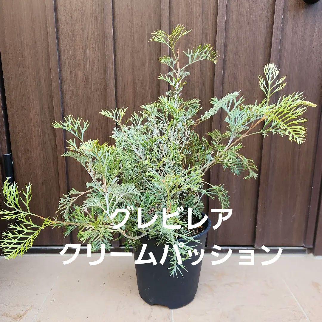 花芽付き　グレビレア　クリームパッション　鉢植え　苗