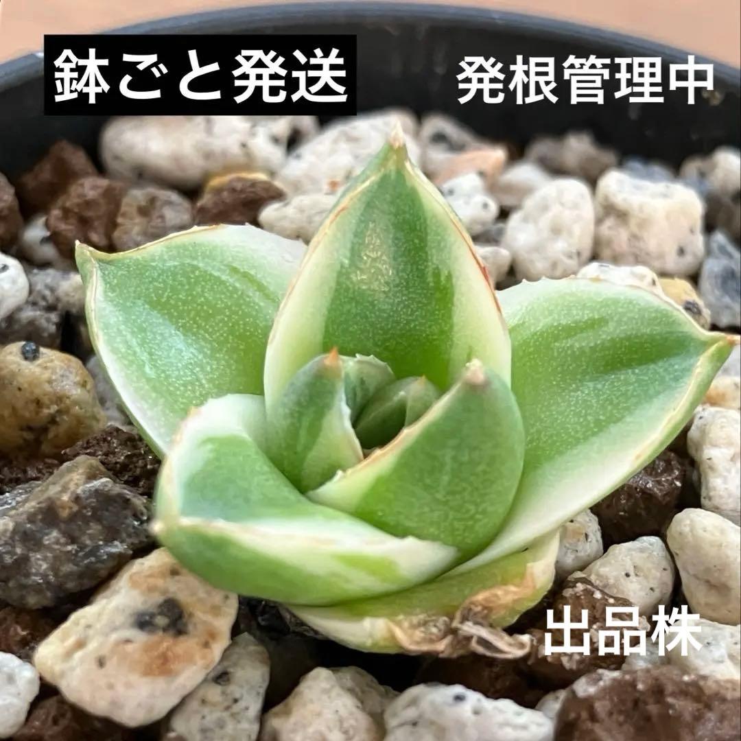速達【鉢ごと発送】アガべ　王妃笹の雪A型　ピンキー　覆輪斑　白覆輪　TC