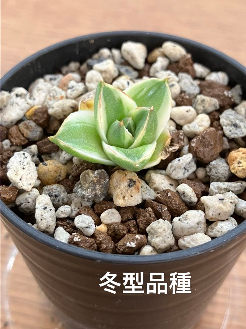 速達【鉢ごと発送】アガべ　王妃笹の雪A型　ピンキー　覆輪斑　白覆輪　TC