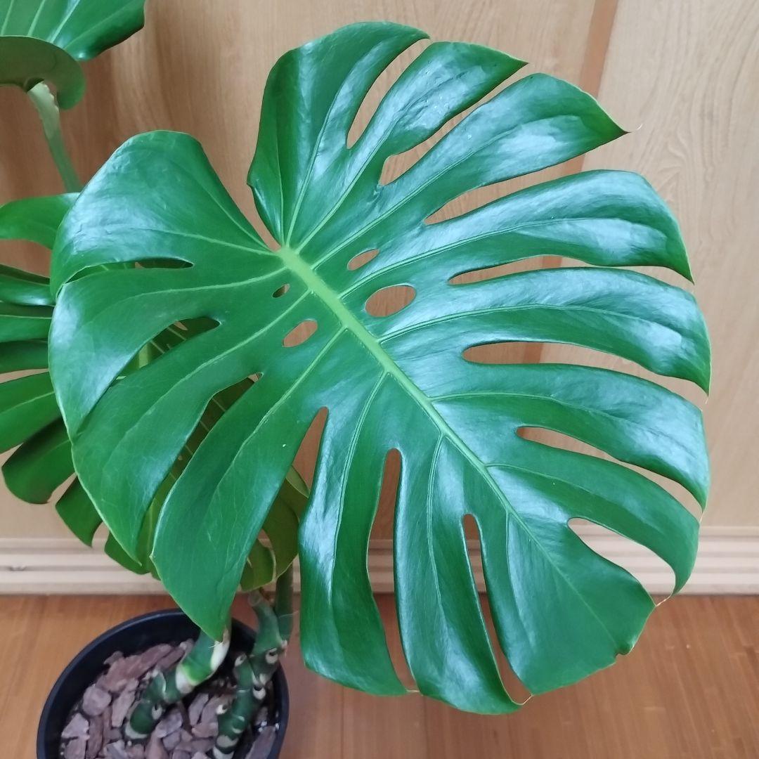 モンステラ 観葉植物 大きな葉３枚 8号鉢 鉢ごと発送　インテリア