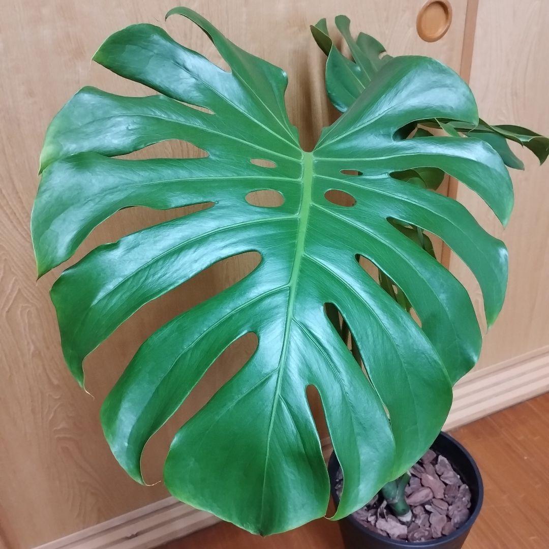 モンステラ 観葉植物 大きな葉３枚 8号鉢 鉢ごと発送　インテリア