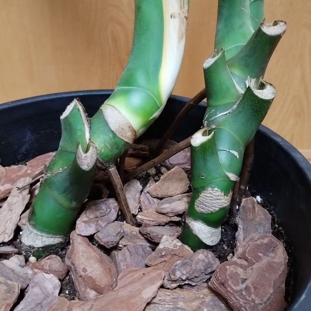 モンステラ 観葉植物 大きな葉３枚 8号鉢 鉢ごと発送　インテリア