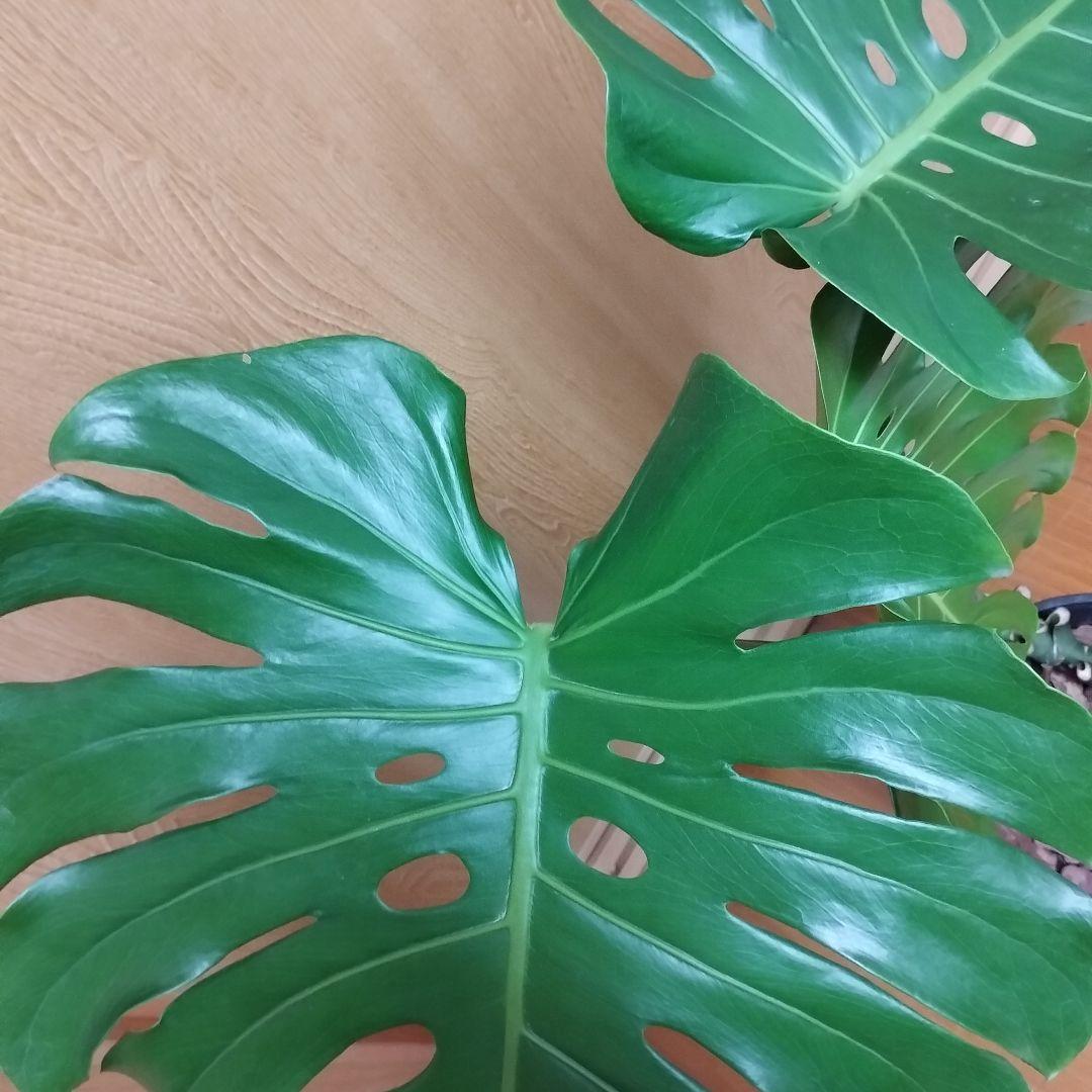 モンステラ 観葉植物 大きな葉３枚 8号鉢 鉢ごと発送　インテリア