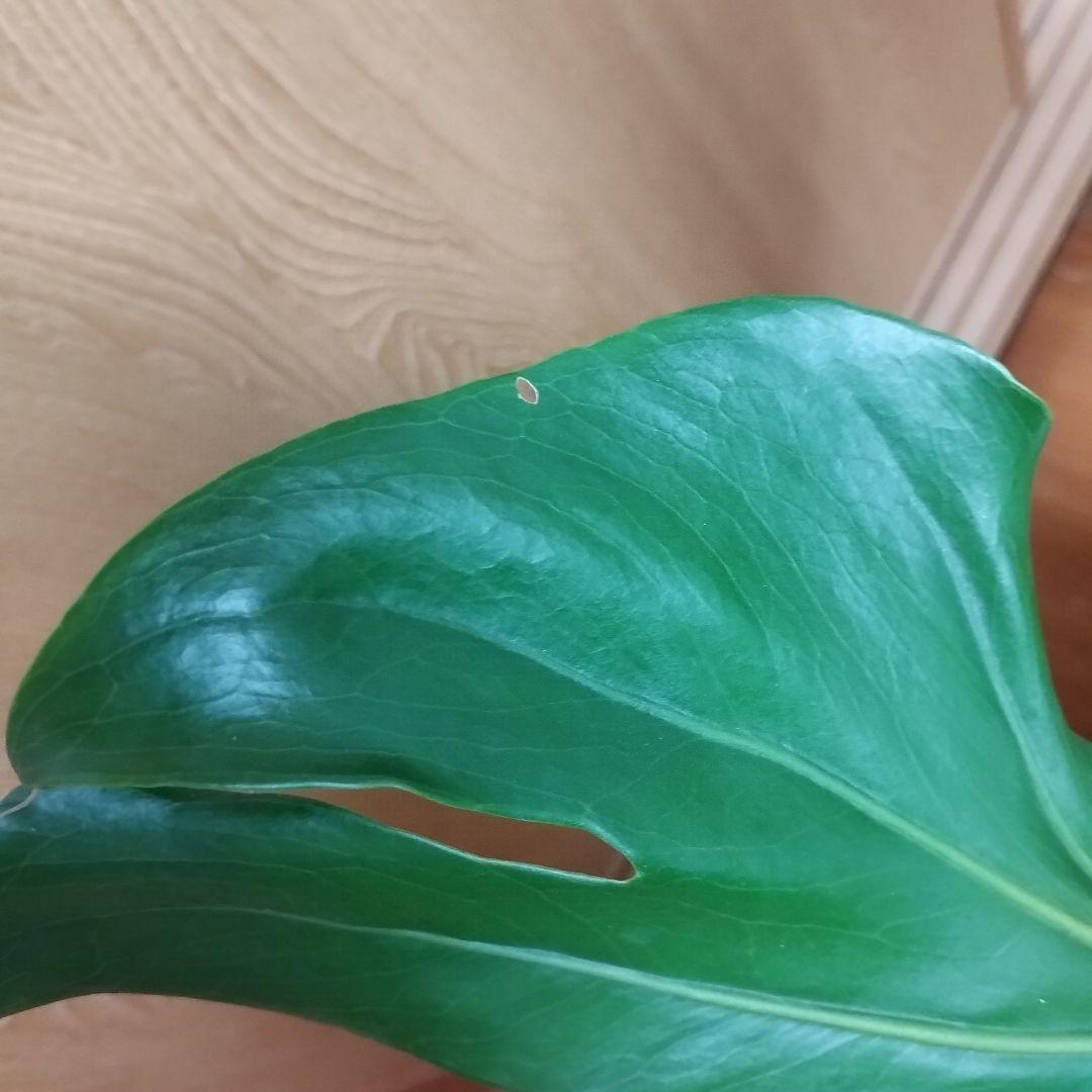 モンステラ 観葉植物 大きな葉３枚 8号鉢 鉢ごと発送　インテリア