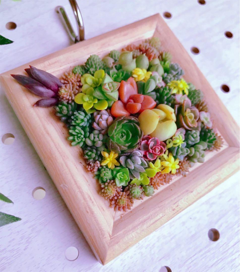 ★★壁掛け❤️★ちまちまキュンキュン★寄せ植え★このまま飾れます★多肉植物